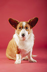 siting Welsh Corgi Cardigan