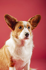 Welsh Corgi Cardigan Portrait