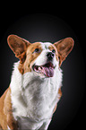 Welsh Corgi Cardigan Portrait