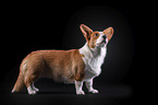 standing Welsh Corgi Cardigan