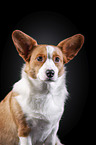 Welsh Corgi Cardigan Portrait