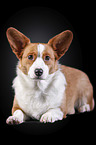 lying Welsh Corgi Cardigan