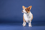 standing Welsh Corgi Cardigan