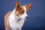 Welsh Corgi Cardigan Portrait