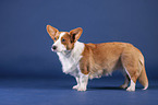 standing Welsh Corgi Cardigan