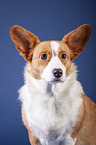 Welsh Corgi Cardigan Portrait