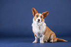 sitting Welsh Corgi Cardigan