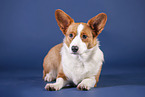 lying Welsh Corgi Cardigan