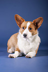lying Welsh Corgi Cardigan