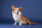 siting Welsh Corgi Cardigan