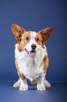 standing Welsh Corgi Cardigan