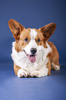 lying Welsh Corgi Cardigan