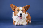 lying Welsh Corgi Cardigan