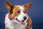 Welsh Corgi Cardigan Portrait