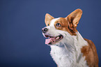 Welsh Corgi Cardigan Portrait