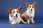 two Welsh Corgi Cardigans