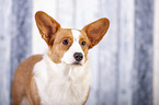 Welsh Corgi Cardigan Portrait