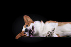 lying Welsh Corgi Cardigan