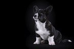 siting Welsh Corgi Cardigan