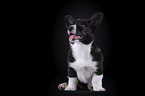 siting Welsh Corgi Cardigan