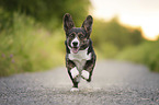 running Welsh Corgi Cardigan