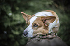 lying Welsh Corgi Cardigan
