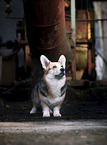 standing Welsh Corgi Cardigan