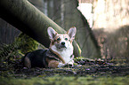 lying Welsh Corgi Cardigan