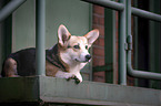 lying Welsh Corgi Cardigan
