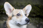 Welsh Corgi Cardigan portrait