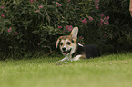 lying Welsh Corgi Cardigan Puppy