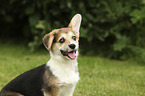 Welsh Corgi Cardigan Puppy