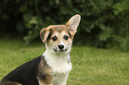 Welsh Corgi Cardigan Puppy