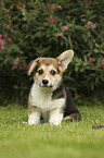 sitting Welsh Corgi Cardigan Puppy