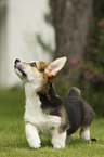 running Welsh Corgi Cardigan Puppy