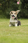 sitting Welsh Corgi Cardigan Puppy