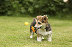 standing Welsh Corgi Cardigan Puppy