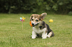 sitting Welsh Corgi Cardigan Puppy