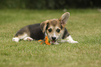 lying Welsh Corgi Cardigan Puppy