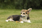 lying Welsh Corgi Cardigan Puppy