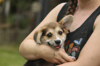 woman with Welsh Corgi Cardigan Puppy