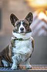 sitting Welsh Corgi Cardigan