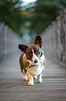 standing Welsh Corgi Cardigan