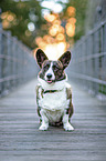 sitting Welsh Corgi Cardigan