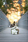 lying Welsh Corgi Cardigan