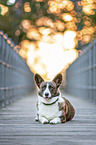 lying Welsh Corgi Cardigan