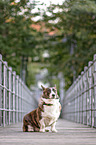 sitting Welsh Corgi Cardigan