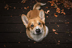 sitting Welsh Corgi Cardigan