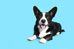 male Welsh Corgi Cardigan