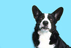 male Welsh Corgi Cardigan